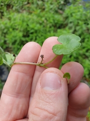 Hydrocotyle pterocarpa
