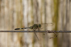 Orthetrum sabina