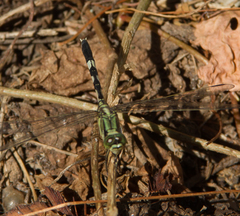 Orthetrum sabina