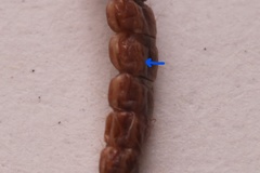 Dichrostigma flavipes