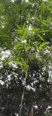 Schizostachyum diffusum
