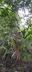 Schizostachyum diffusum