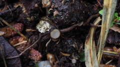 Trichophaea gregaria