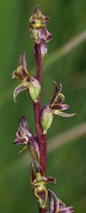 Prasophyllum parviflorum