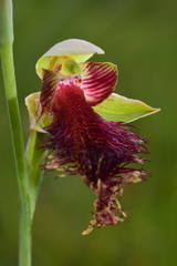 Calochilus pulchellus
