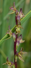 Prasophyllum parviflorum