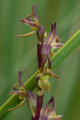 Prasophyllum parviflorum