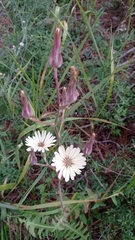 Lactuca tuberosa