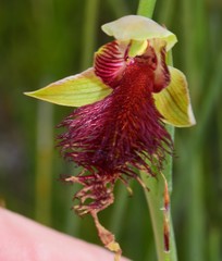 Calochilus pulchellus