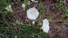 Convolvulus holosericeus