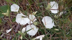 Convolvulus holosericeus