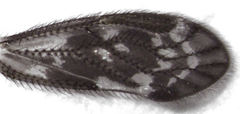 Pseudocaeciliidae