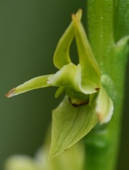 Prasophyllum parviflorum