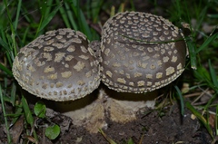 Amanita franchetii