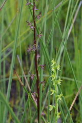 Prasophyllum parviflorum