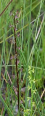 Prasophyllum parviflorum