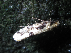 Morophagoides moriutii