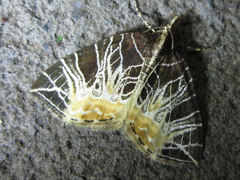 Evecliptopera illitata