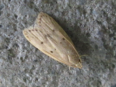 Brachmia modicella