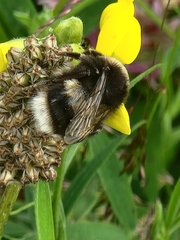 Bombus terrestris