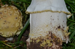 Amanita franchetii