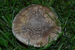 Amanita franchetii