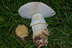 Amanita franchetii