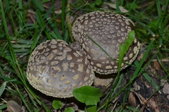 Amanita franchetii