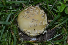 Amanita franchetii