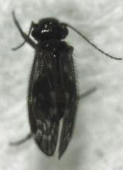 Pseudocaeciliidae