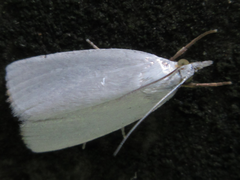 Pseudocatharylla simplex