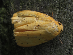 Stigmatophora flava