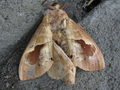 Paralebeda plagifera