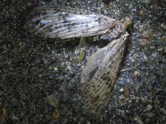 Neochauliodes formosanus