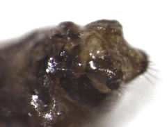 Pseudocaeciliidae