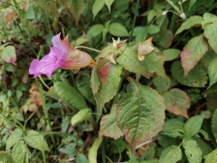 Impatiens spirifer