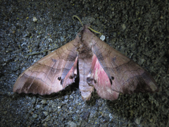 Marumba gaschkewitschii