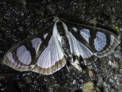 Glyphodes quadrimaculalis