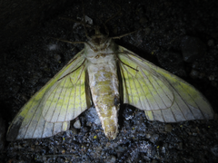 Callambulyx tatarinovii