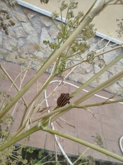 Graphosoma lineatum siciliensis