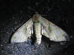 Callambulyx tatarinovii