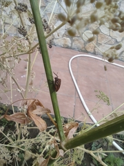 Graphosoma lineatum siciliensis
