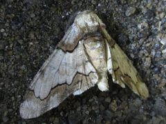 Biston regalis
