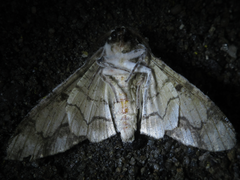 Biston regalis