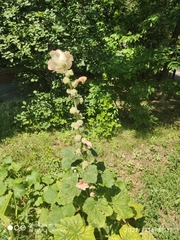 Alcea rosea
