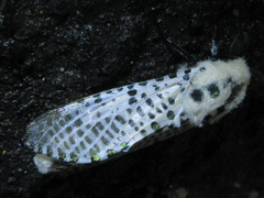 Zeuzera multistrigata