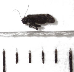 Pseudocaeciliidae