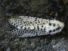 Zeuzera multistrigata