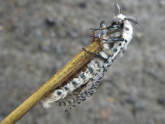 Zeuzera multistrigata