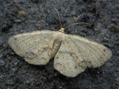 Microcalicha invenustaria